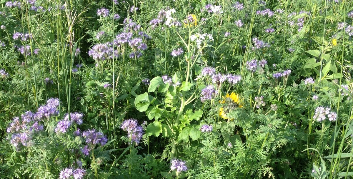 Cover crops for regenerative agriculture