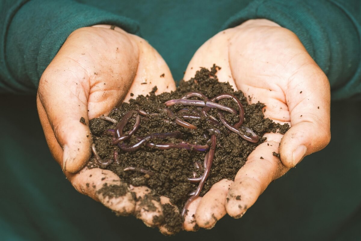 Earthworms in healthy soil held in hands