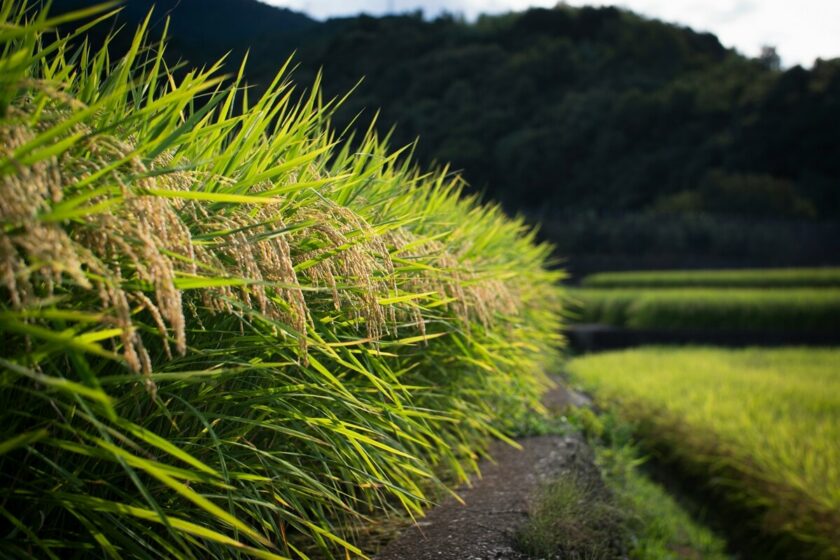 Rice crops ready for harvest on the border of a country path