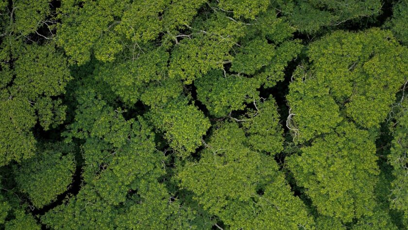 View of tropical forest from above