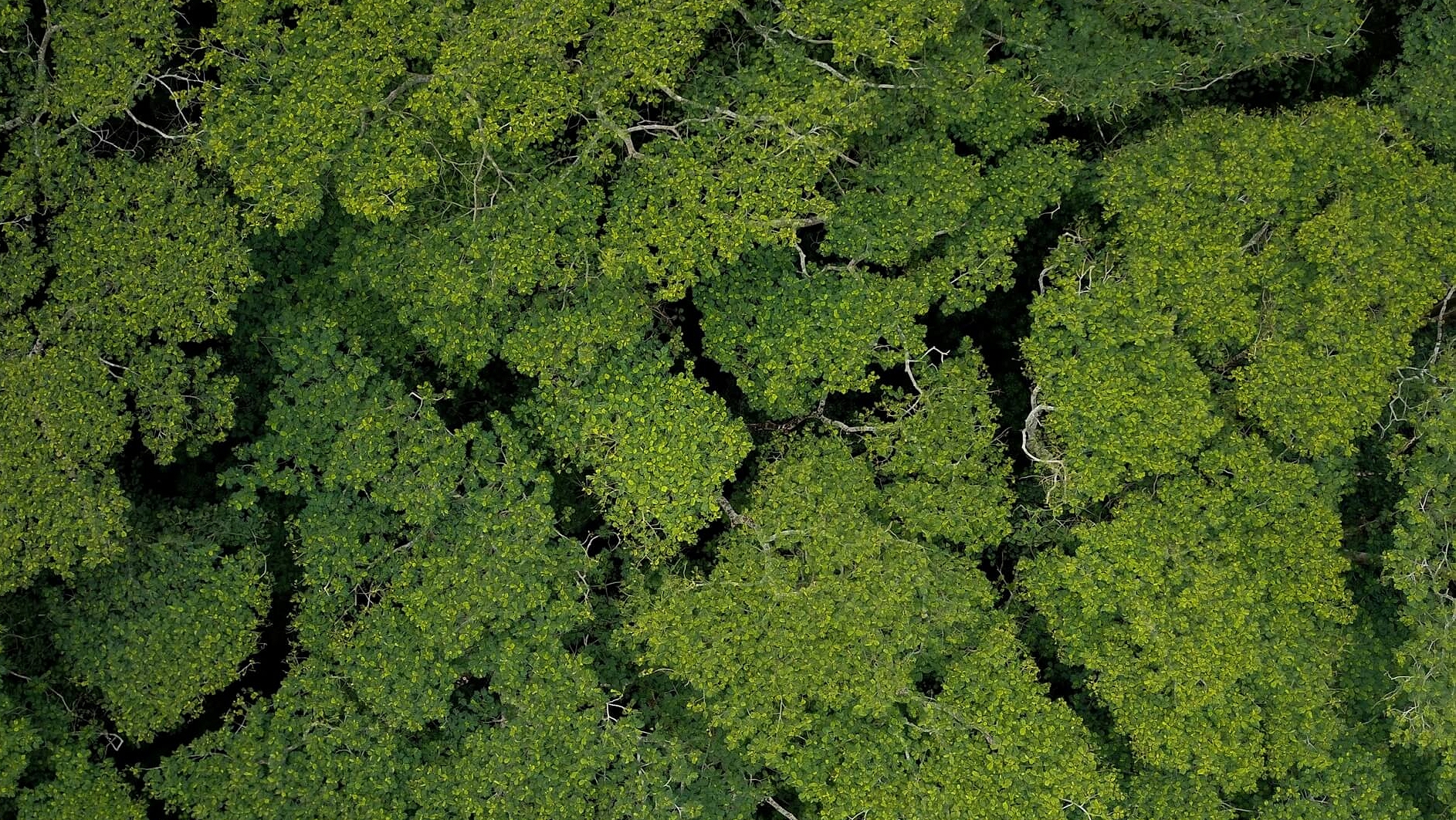 View of tropical forest from above