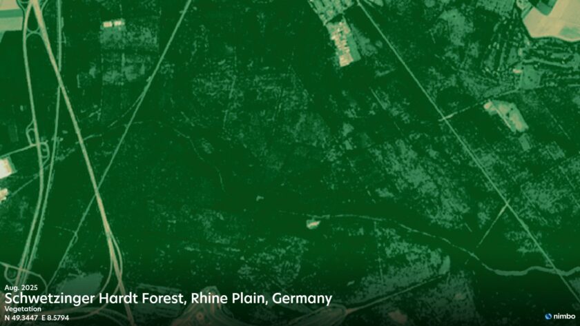 NDVI comparison of Schwetzinger Hardt forest on the Rhine plain, Germany, showing vegetation stress in August 2026 compared with August 2025.